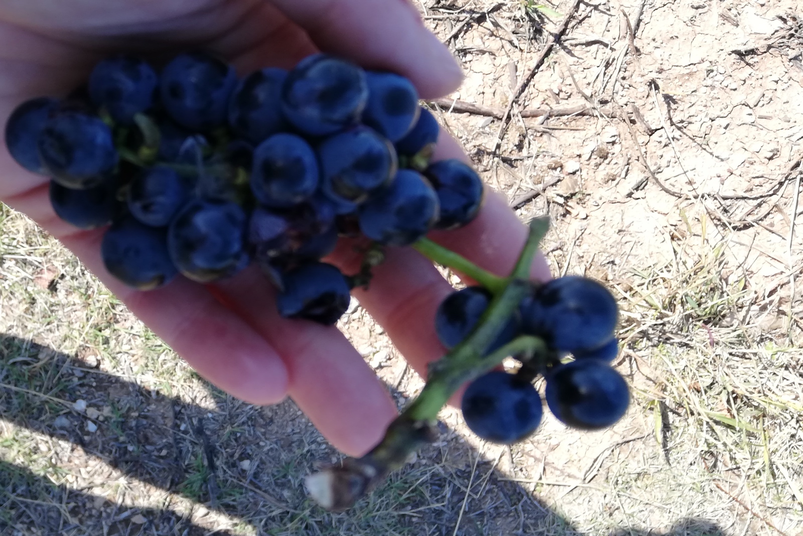 winewhere grapes wines